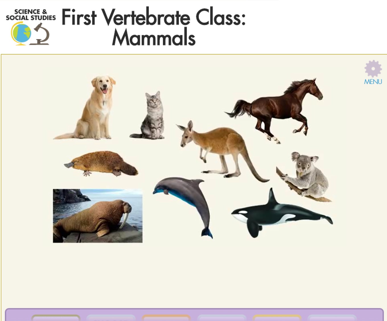 Vertebrate Lesson